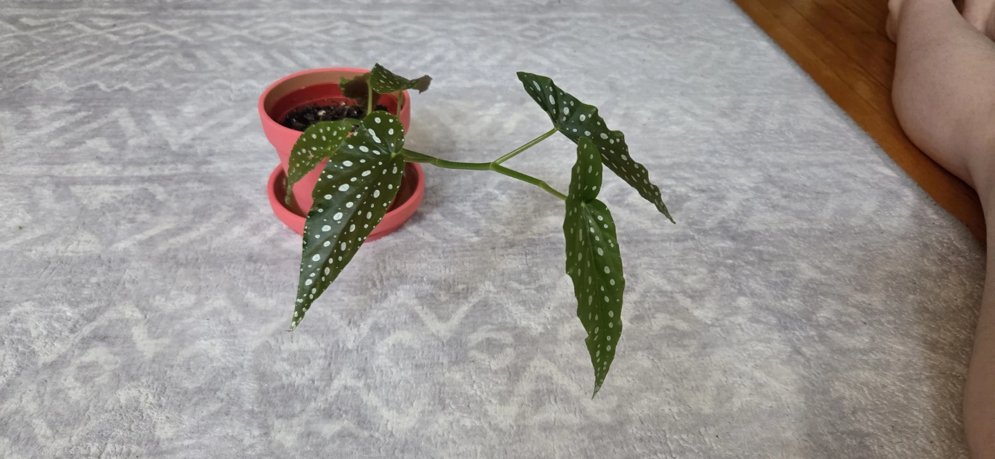 Begonia Plant 🪴 - photo 3