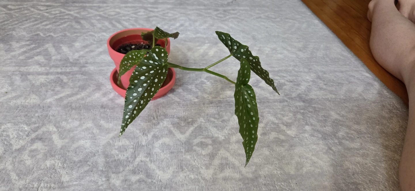 Begonia Plant 🪴 - photo 4