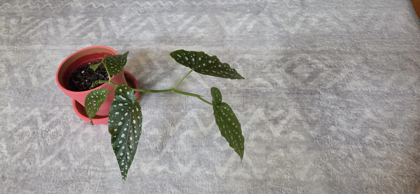 Begonia Plant 🪴 - photo 5