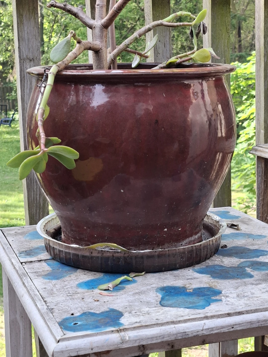 Large Glossy Burgundy Ceramic Planter Pot