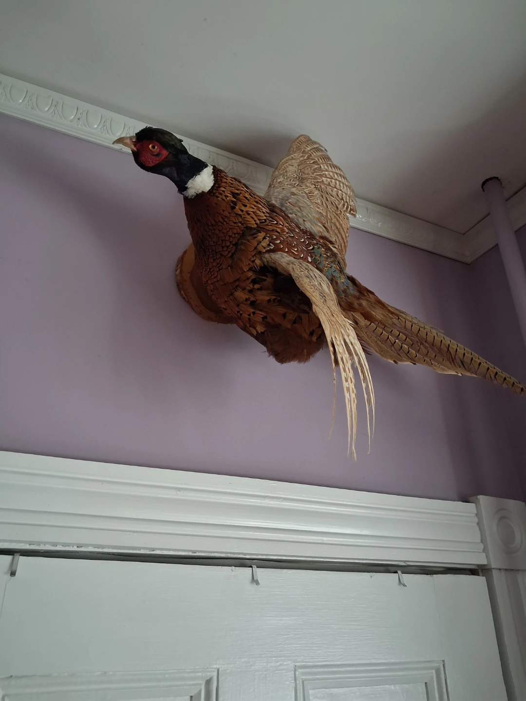 Taxidermy Pheasant Mounts - photo 3