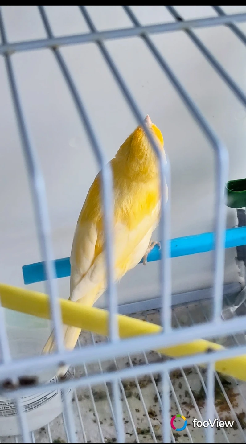 Canary male - photo 3
