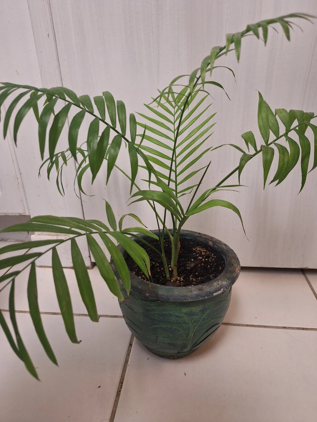 Potted Parlour Palm Plant