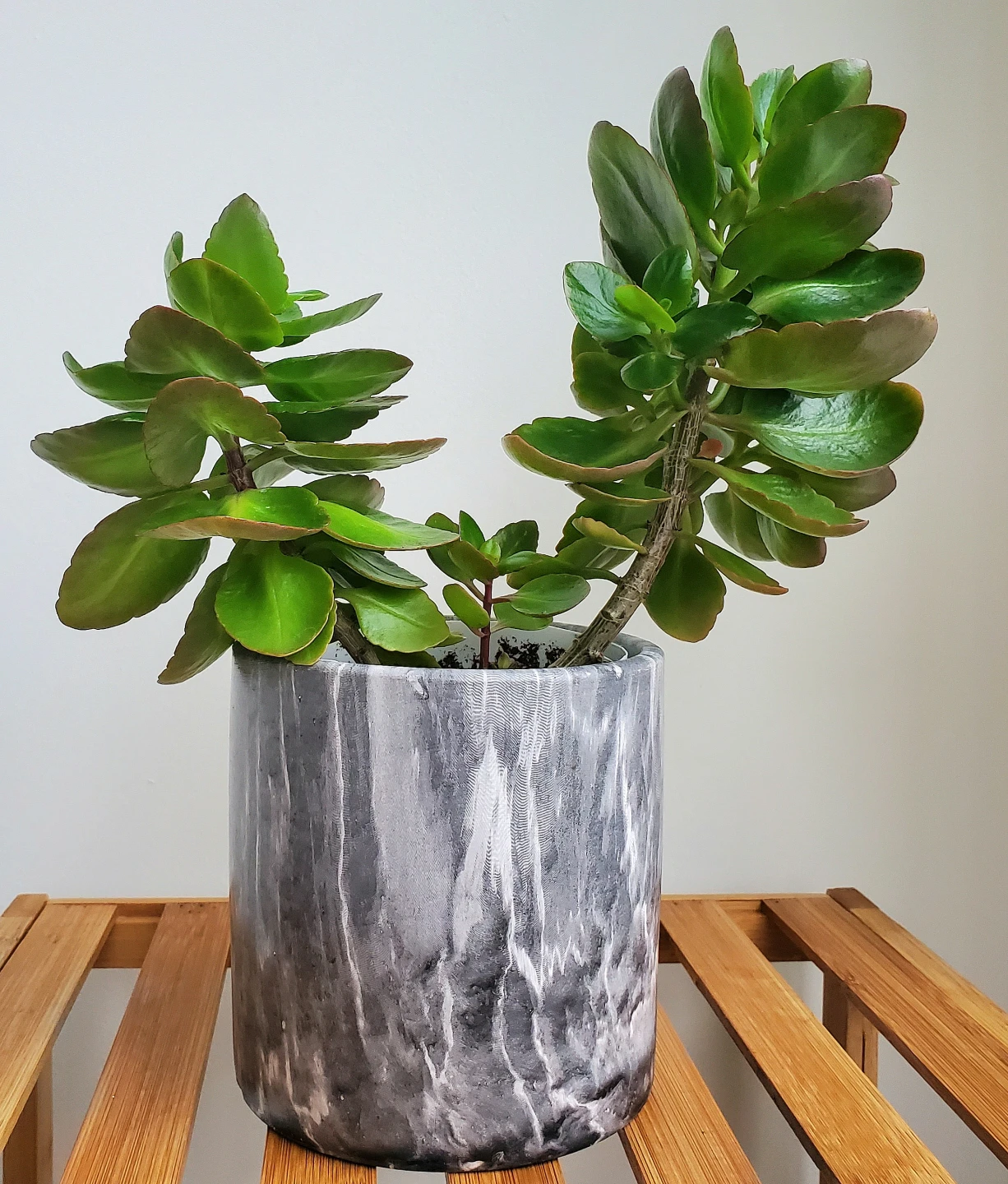 12" Tall Kalanchoe Plant in Ceramic Pot