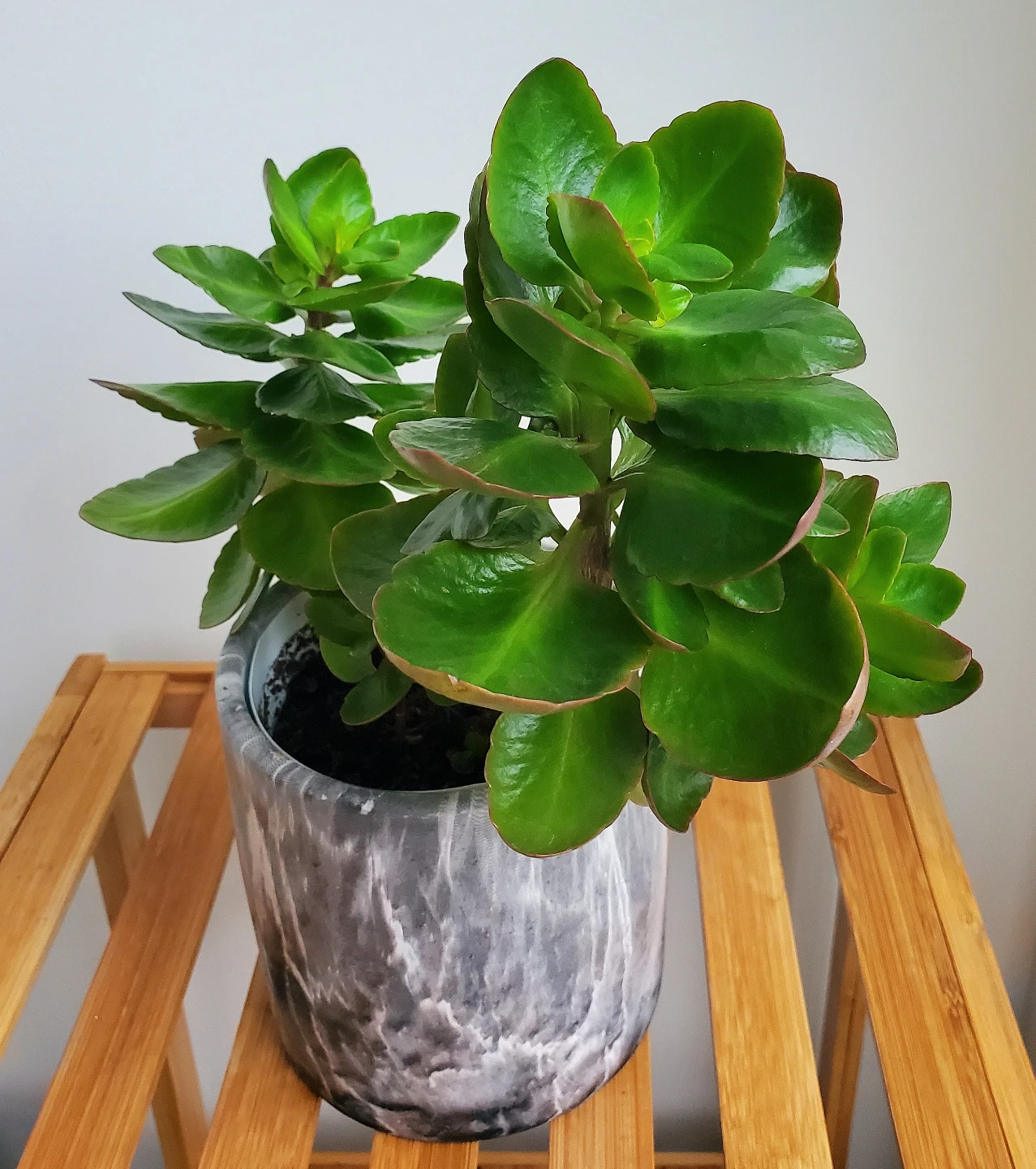 12" Tall Kalanchoe Plant in Ceramic Pot - photo 2