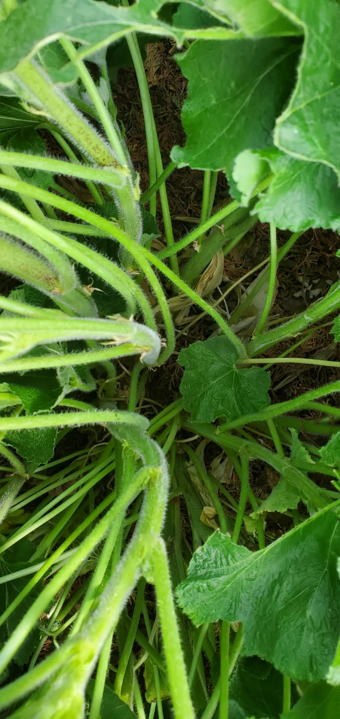 Hollyhocks - photo 3