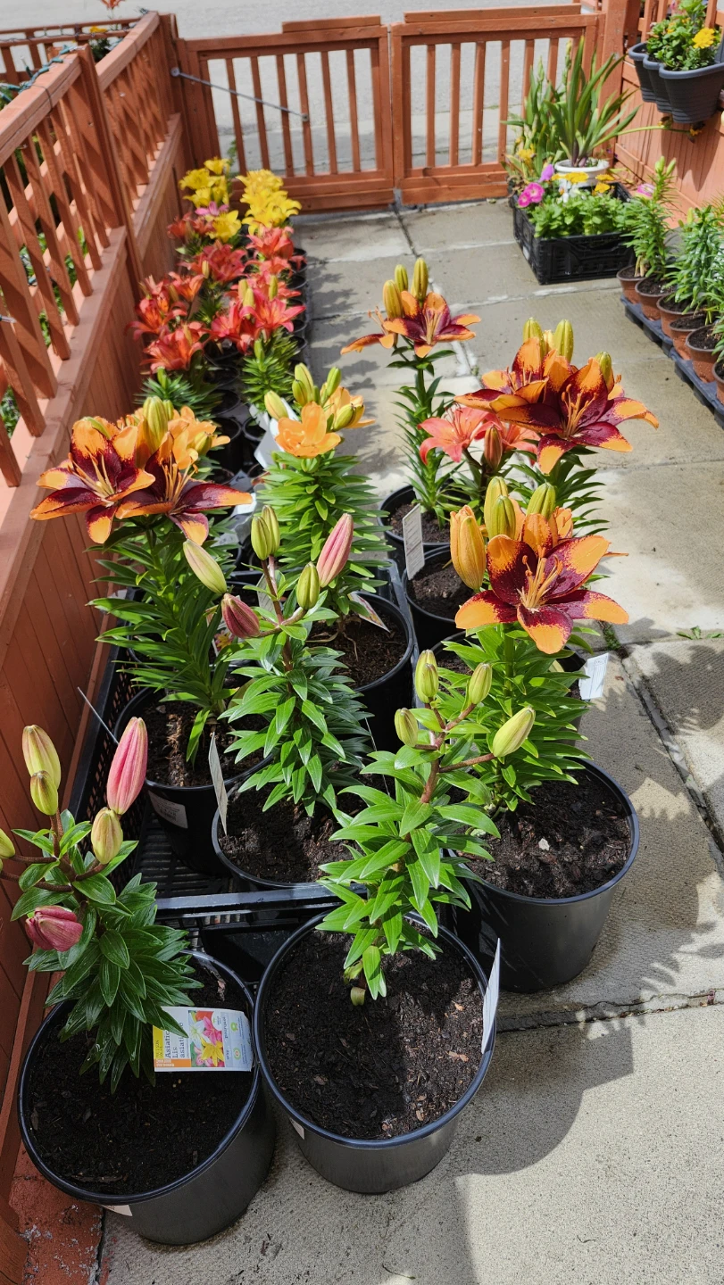 Lily plants in pots