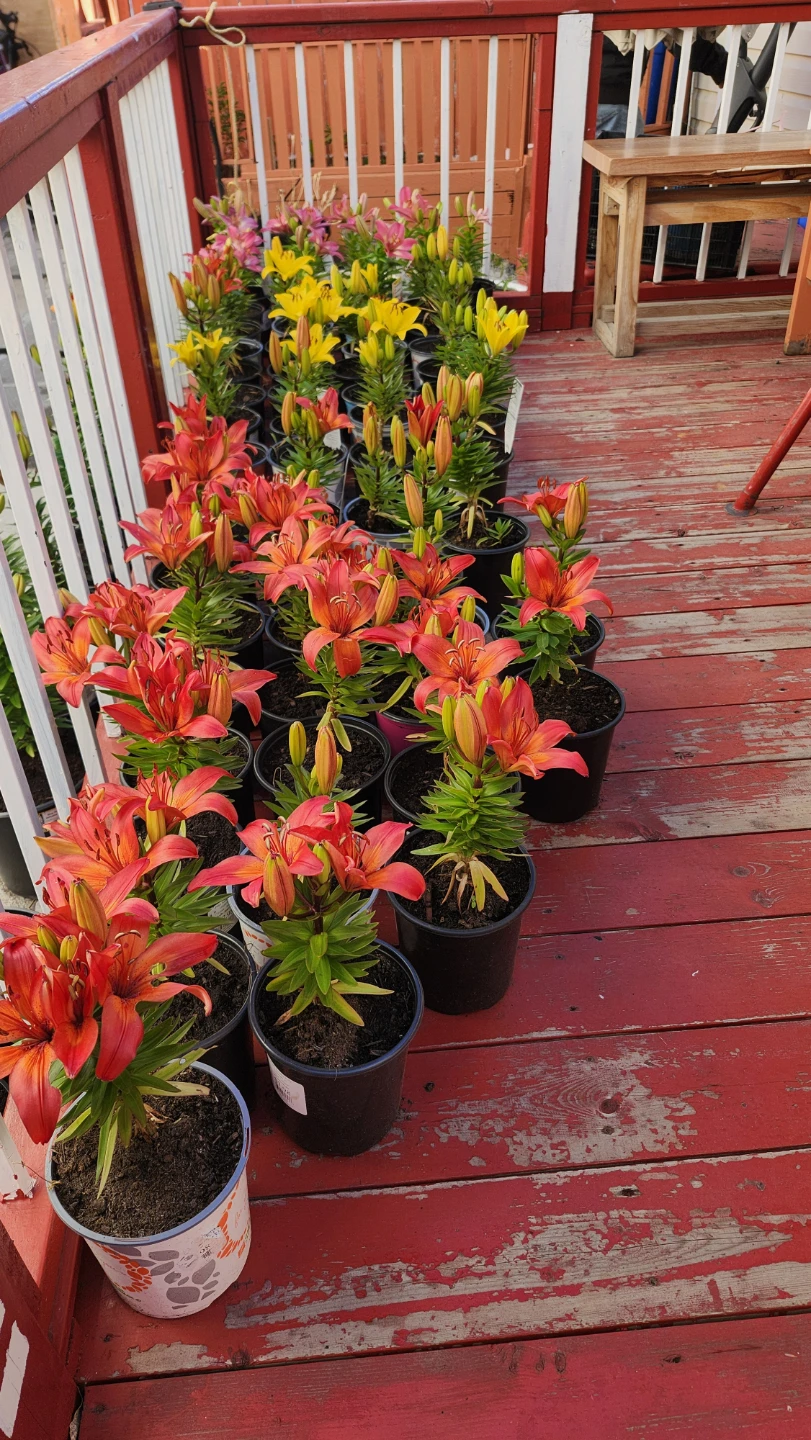 Lily plants in pots - photo 2