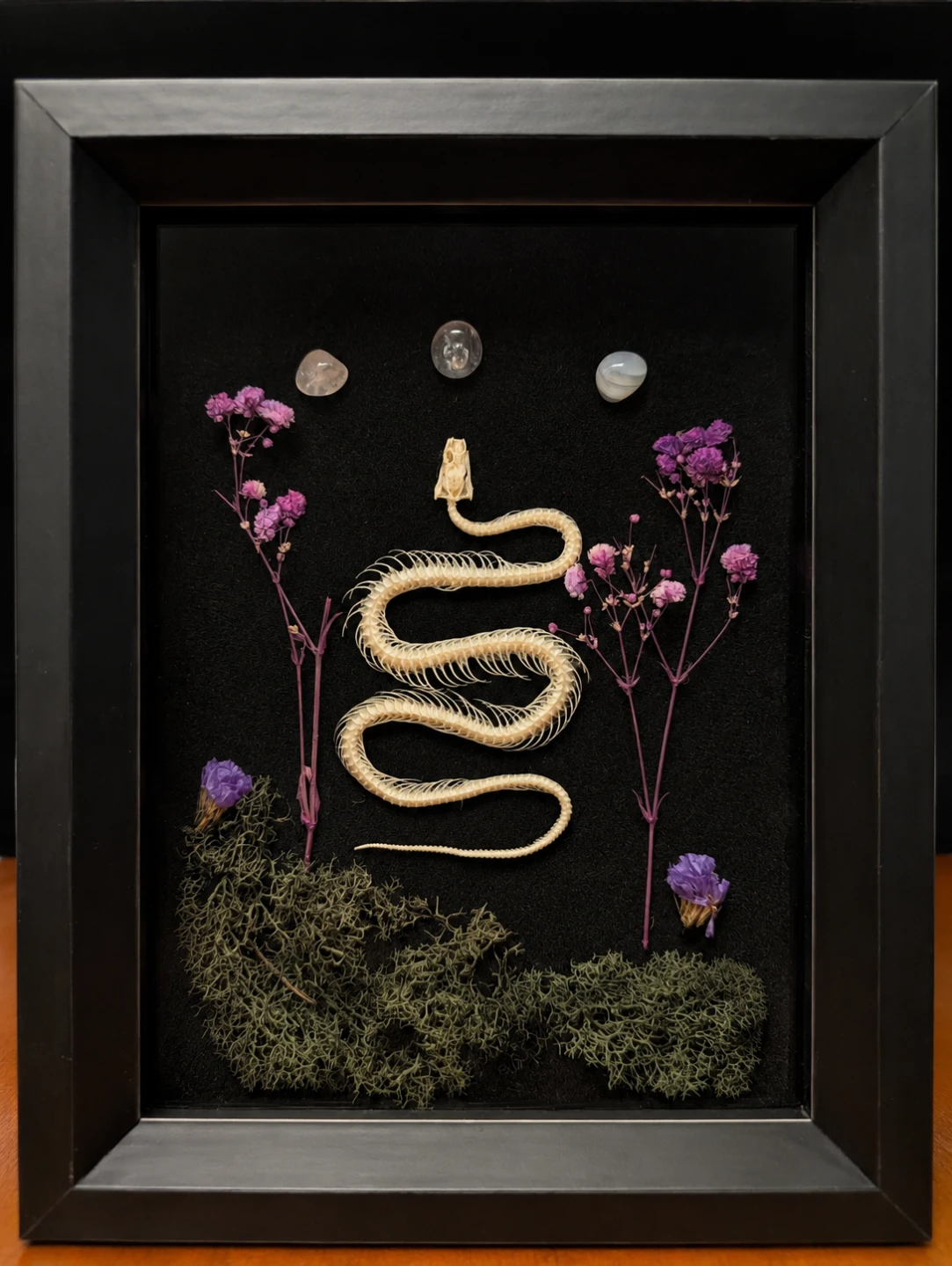 Shadow Box Snake Skeleton