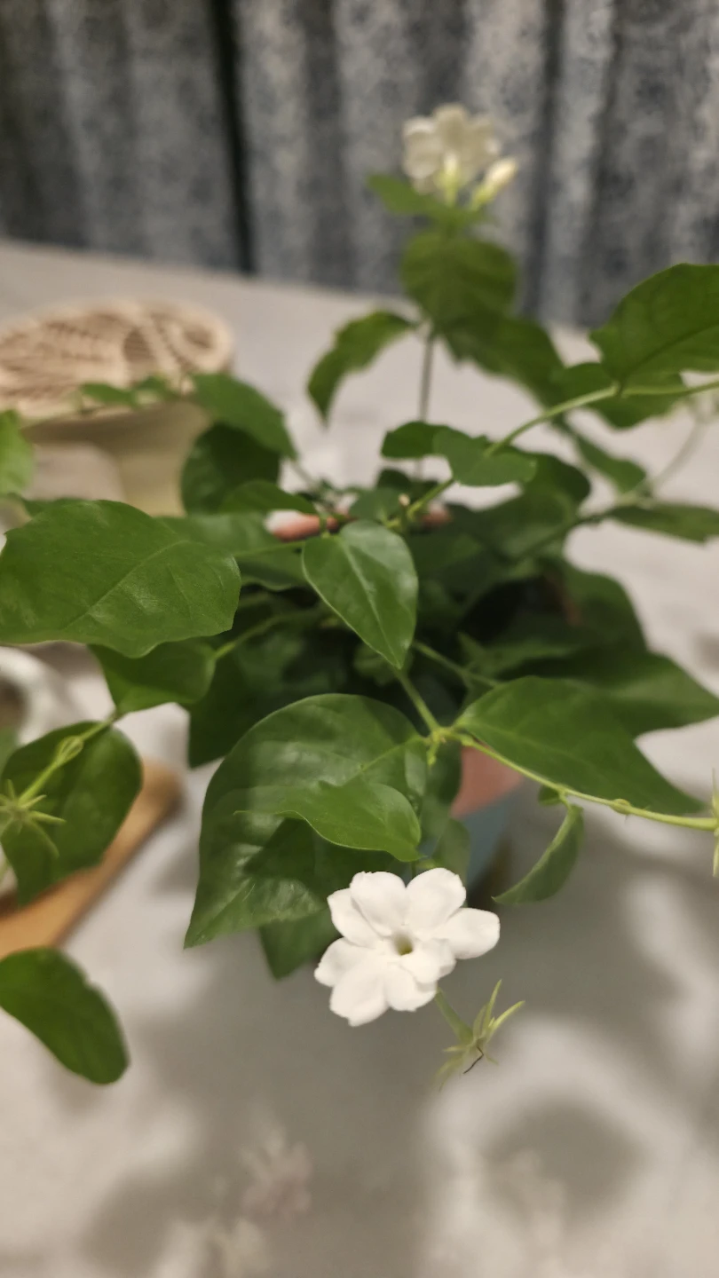 Flowering Jasmine Plant in a ceramic pot - photo 4
