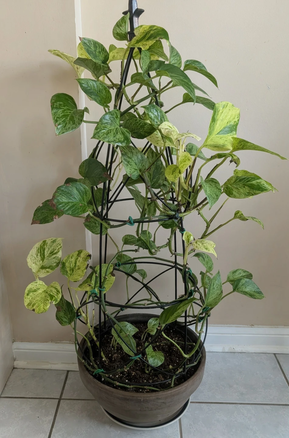 Marble Queen Pothos Plant with Trellis