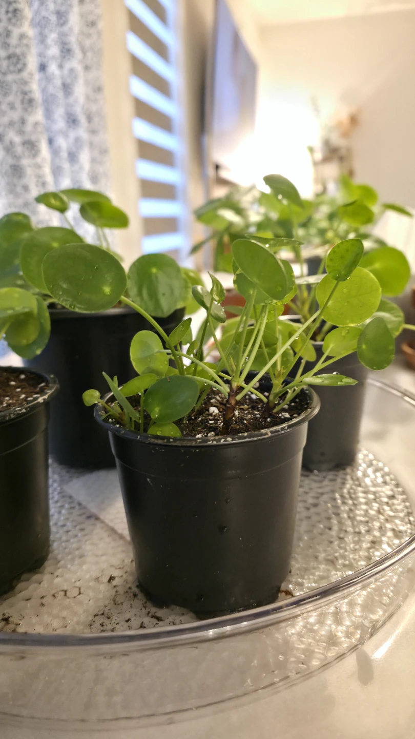 Pilea Peperomioides Plant for sale - photo 4