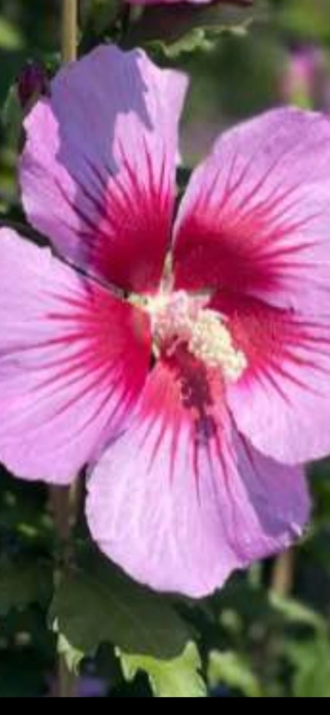 Hibiscus Plant