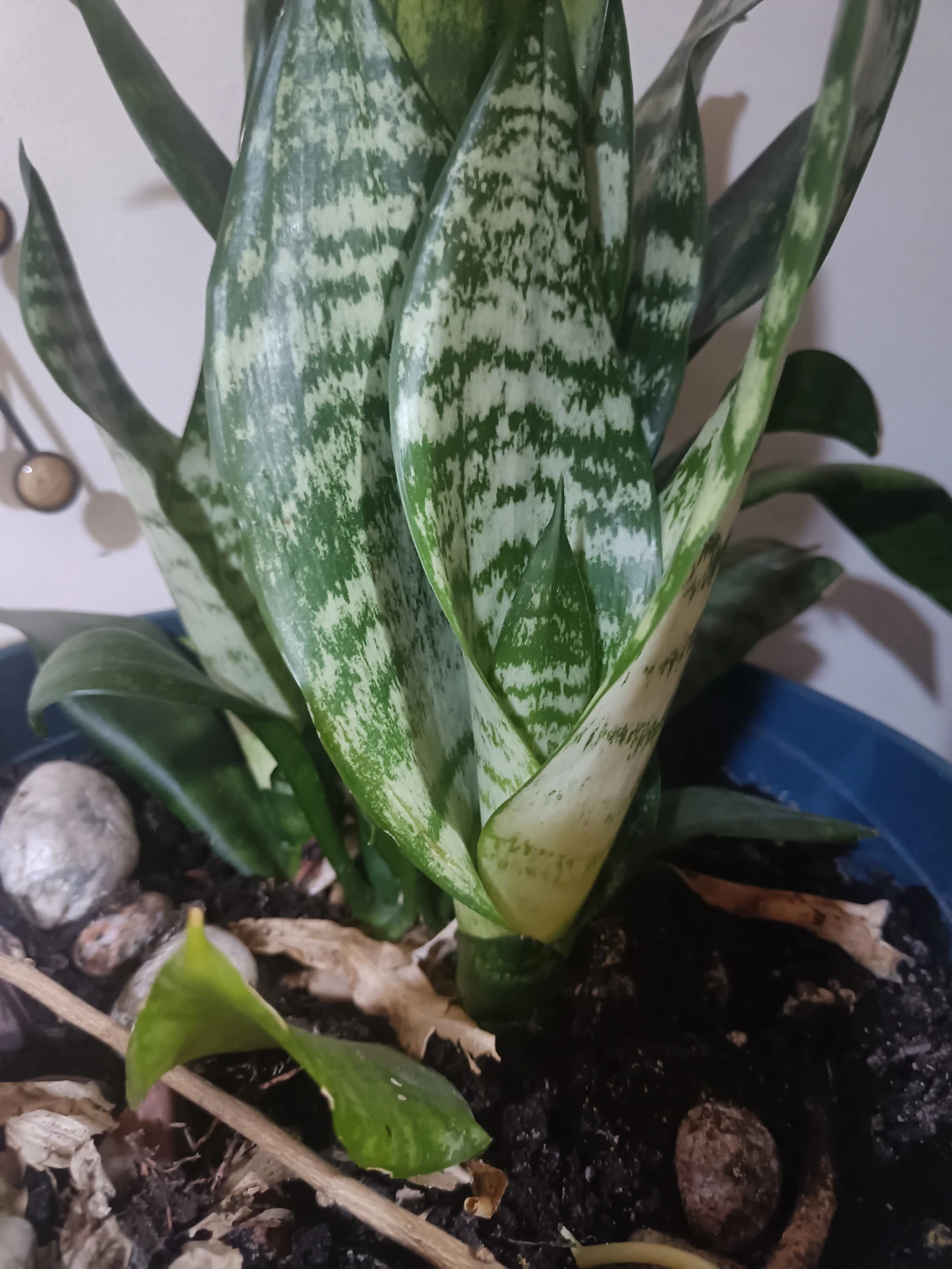Pothos and Snake Plant Indoor Plants - photo 2