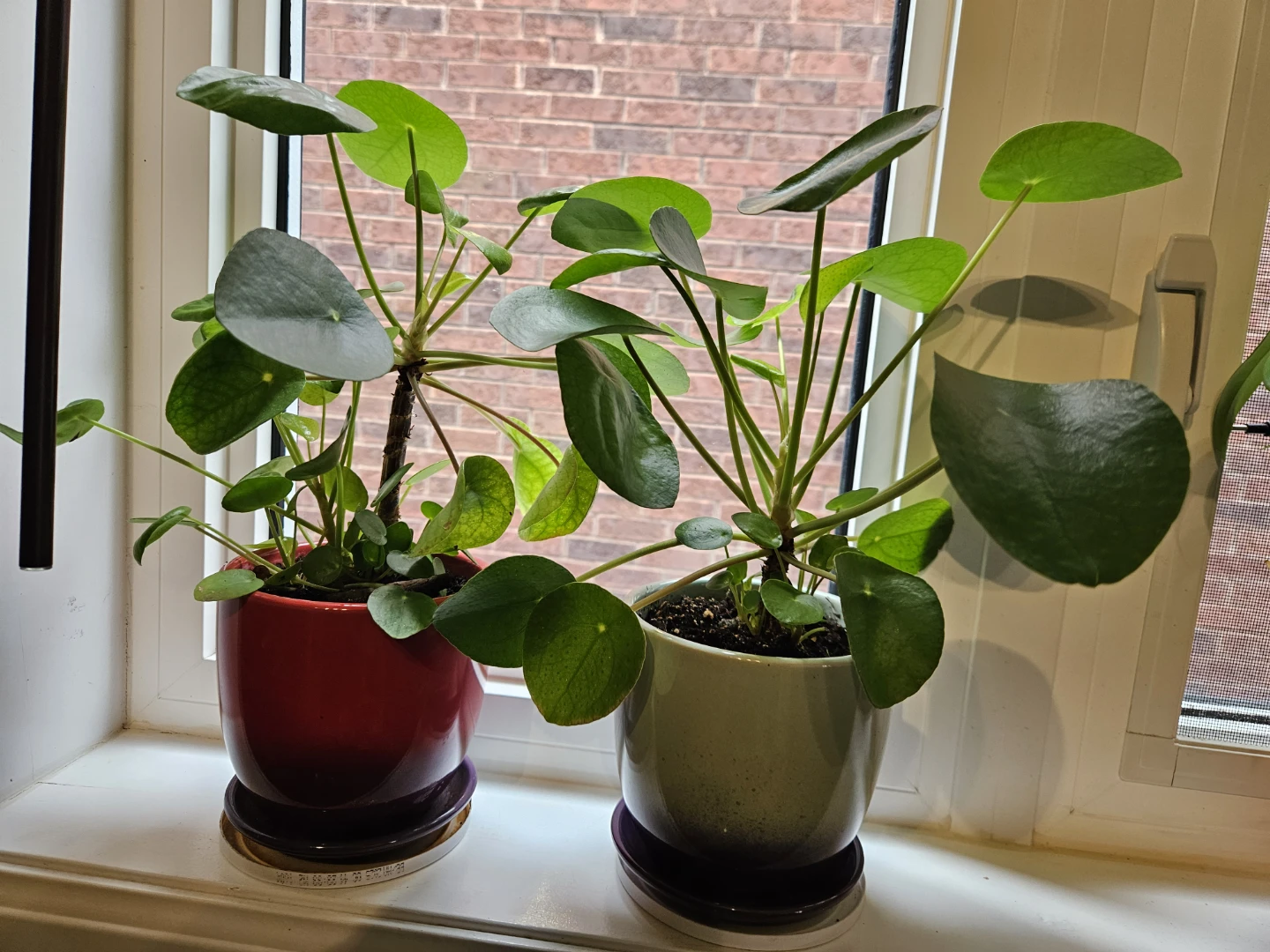 Pilea Peperomioides Plants in Pots