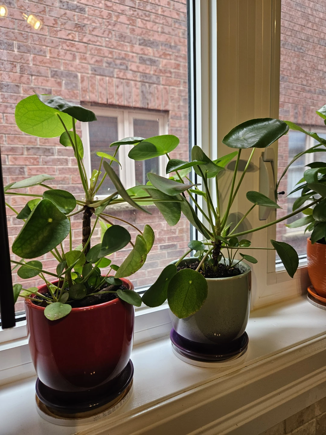 Pilea Peperomioides Plants in Pots - photo 2