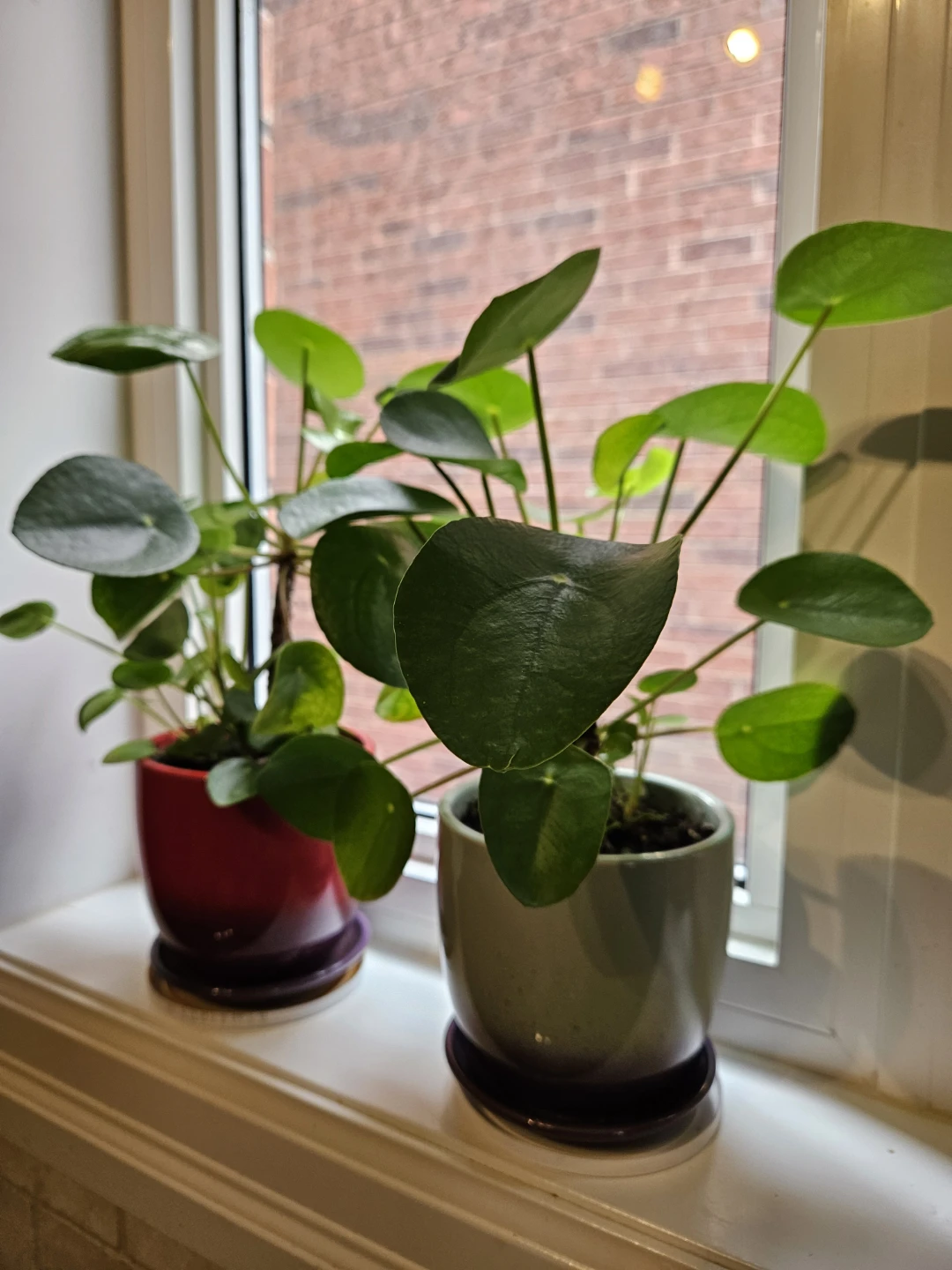 Pilea Peperomioides Plants in Pots - photo 3