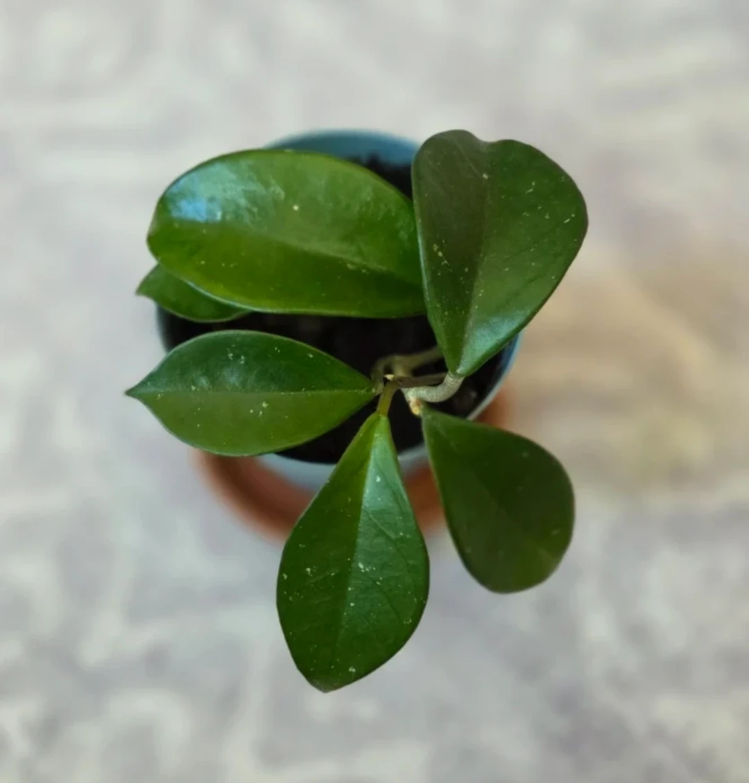 Hoya Plant 🌱 - photo 2