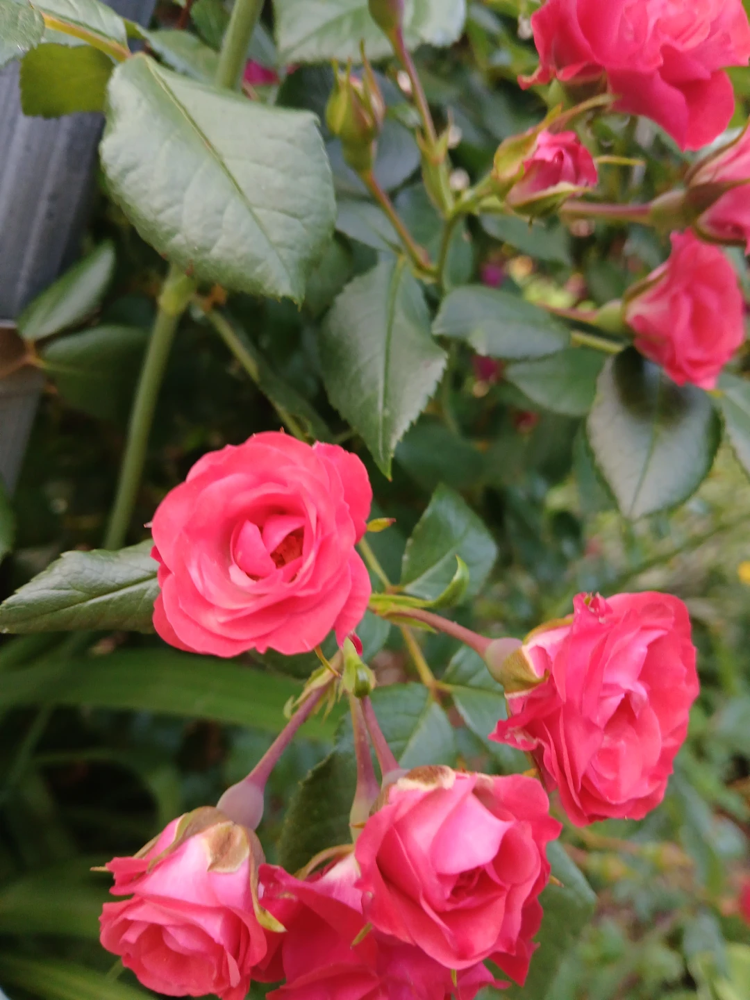 Pink Miniature Roses