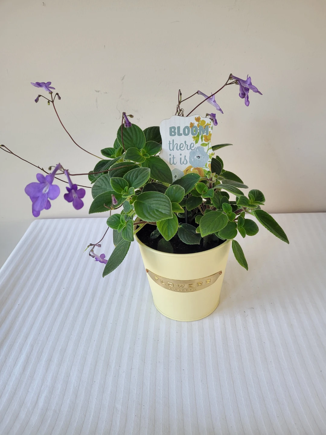 Flowering False African violet Plant in Yellow Pot