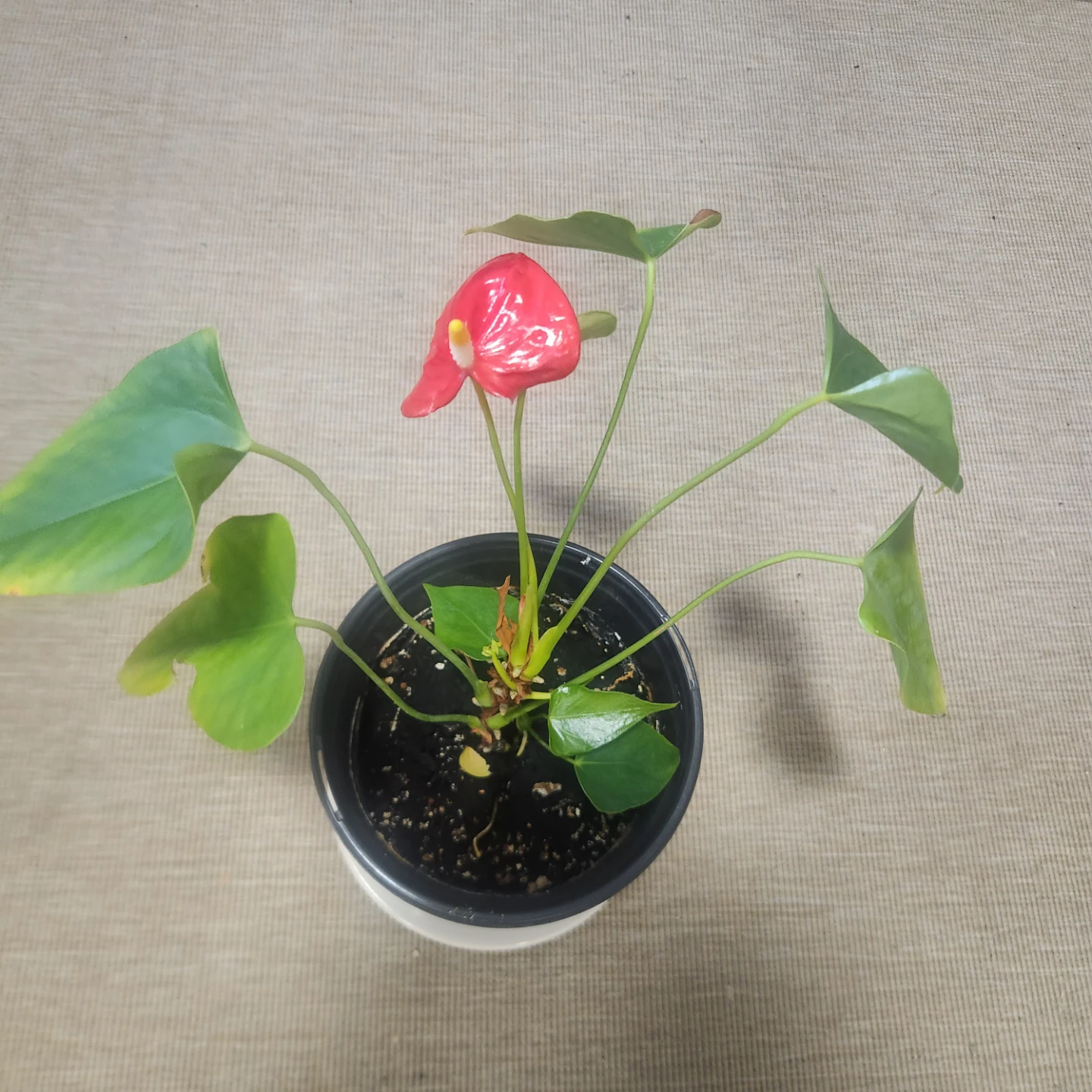 Potted Anthurium Plant