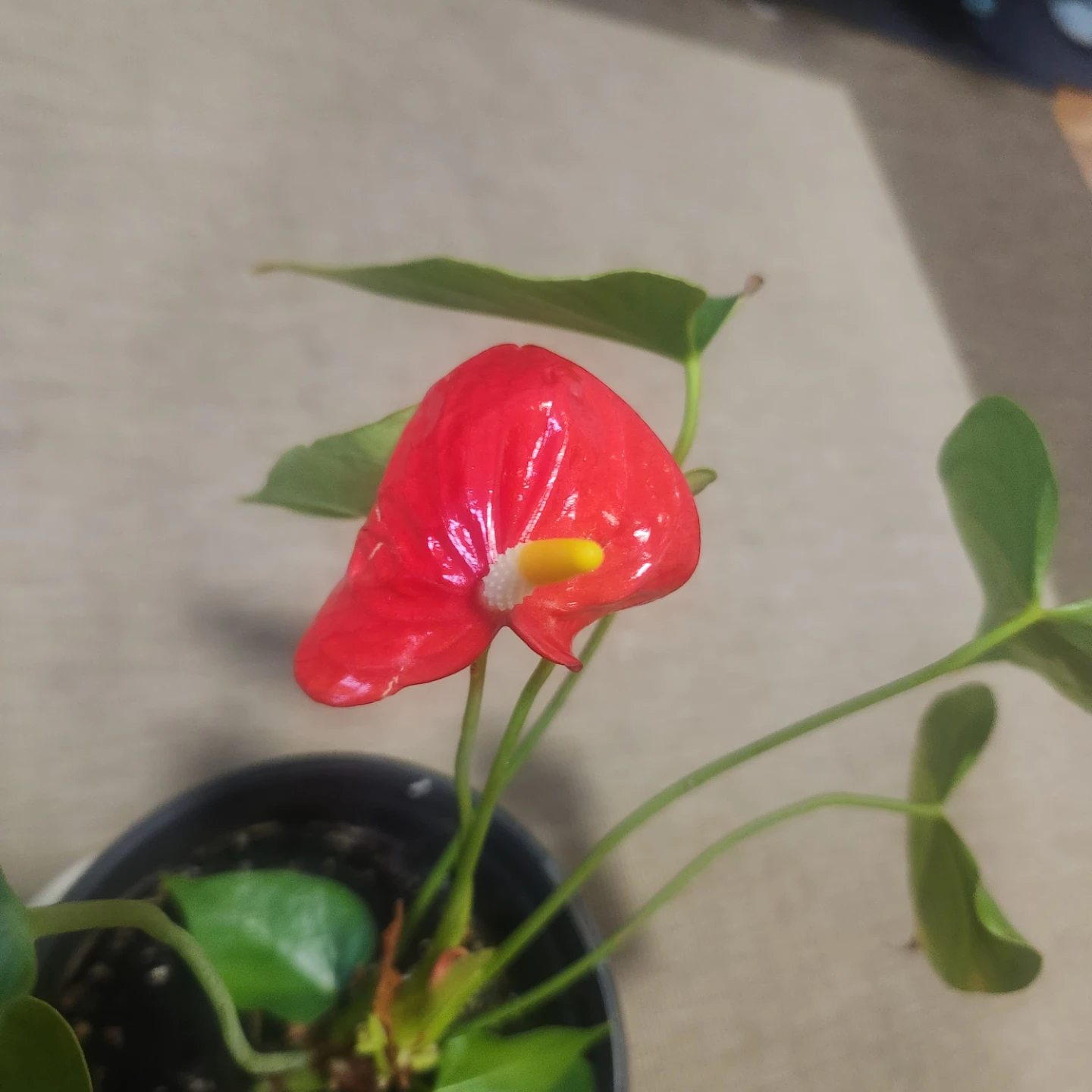 Potted Anthurium Plant - photo 3