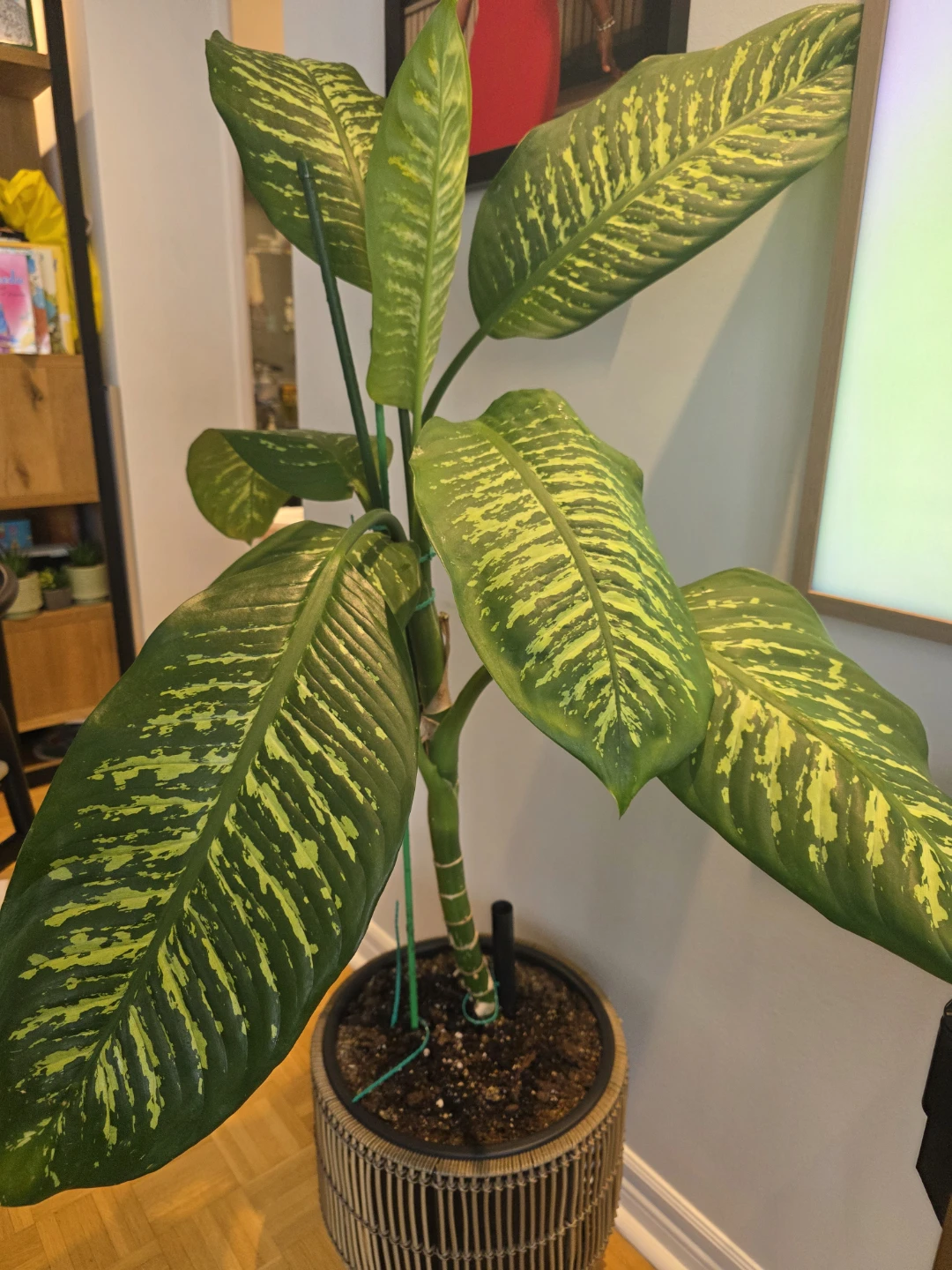 Large Dieffenbachia Plant in Rattan Pot
