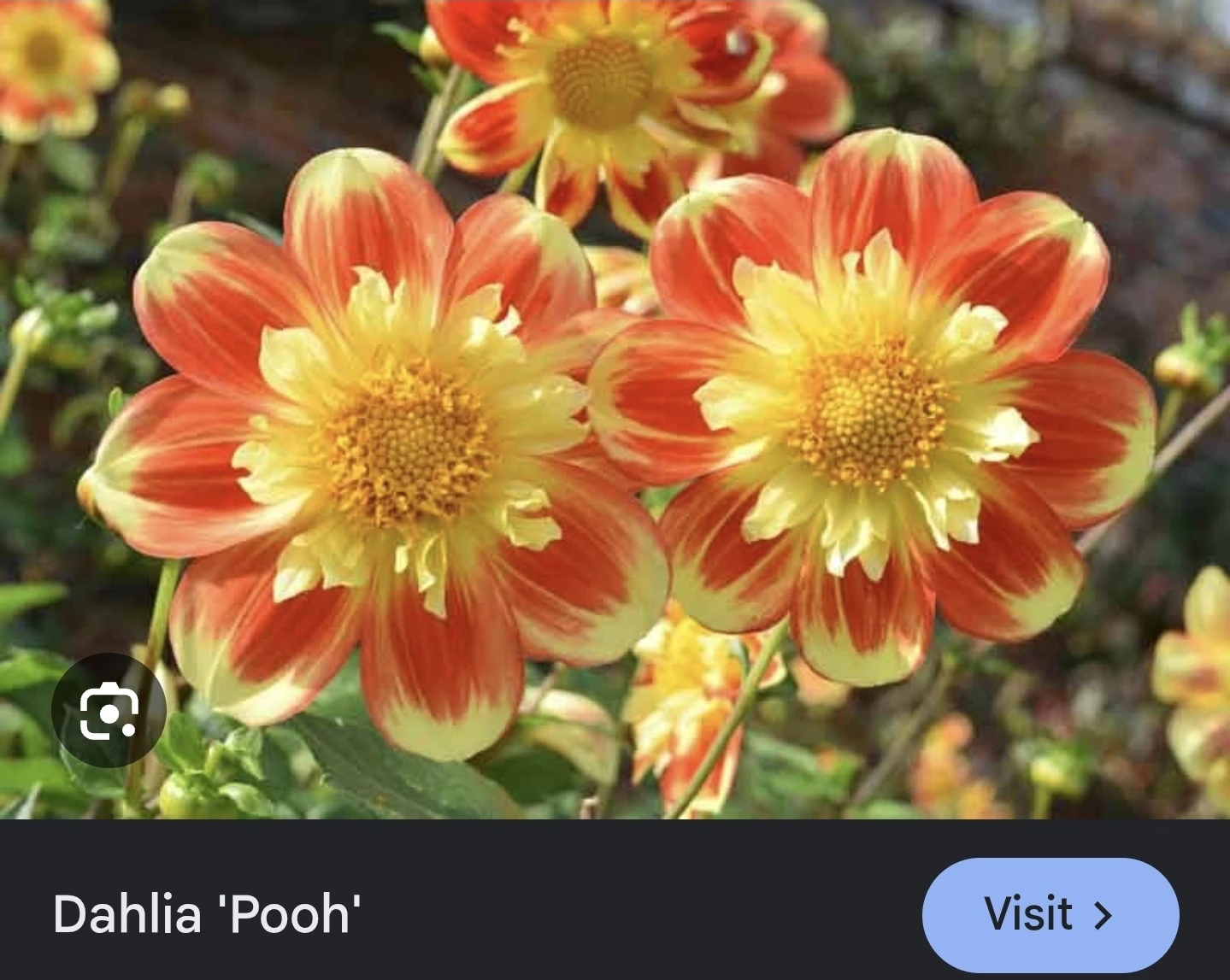 Dahlia tubers - Hy mom, pooh, Babylon red. - photo 2