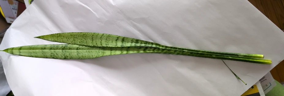 2 x Long Snake Plant cuttings