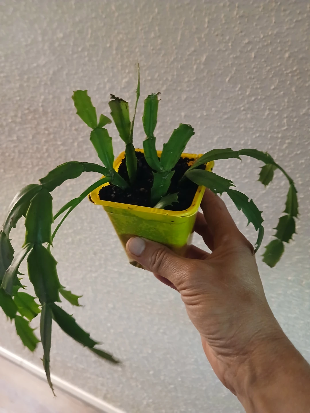 Christmas Cactus Plant #2