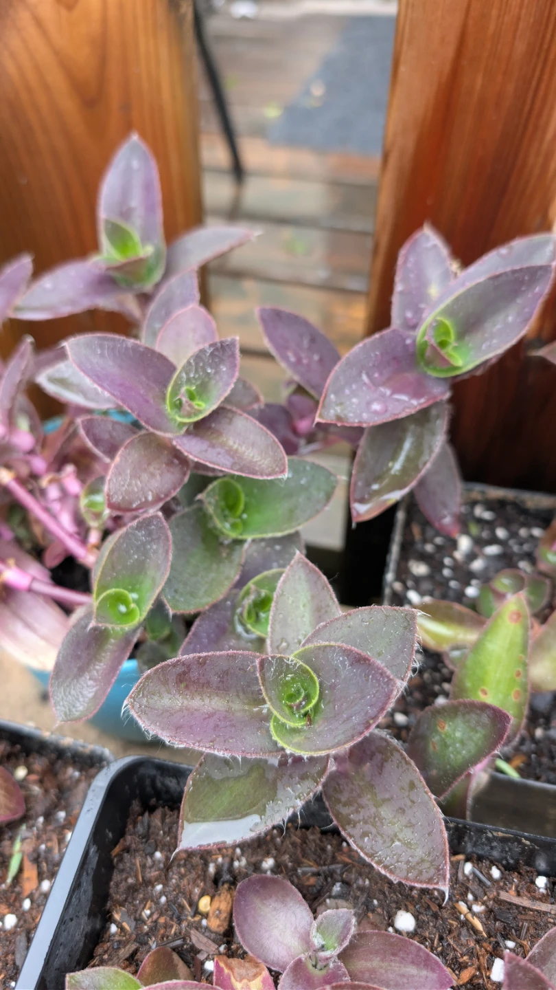 Tradescantia pots and hanging baskets for sale! 🌟 - photo 2