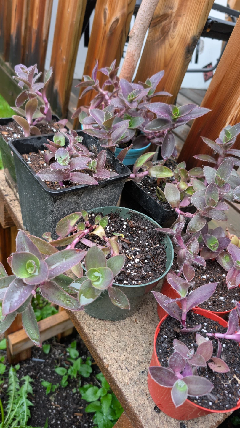 Tradescantia pots and hanging baskets for sale! 🌟 - photo 3