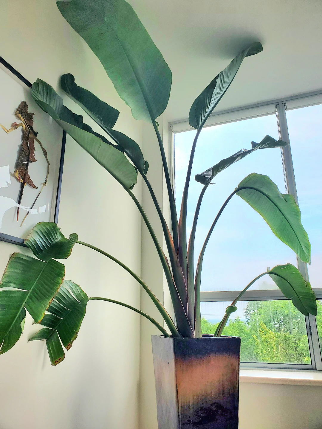 9ft Tall Bird of Paradise Plant in Ceramic Pot - photo 2