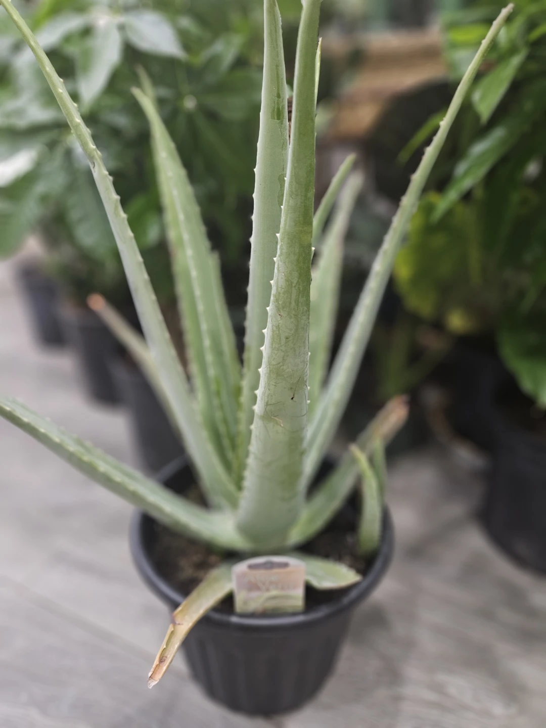 Aloe Vera Plant in 10"pot