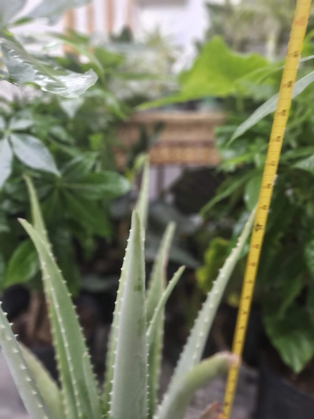 Aloe Vera Plant in 10"pot - photo 2