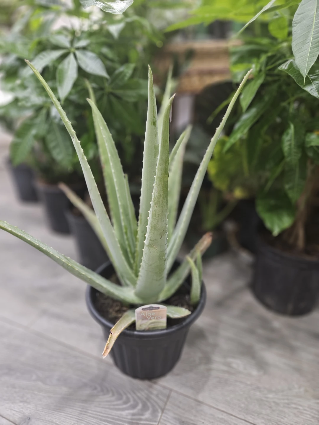 Aloe Vera Plant in 10"pot - photo 3