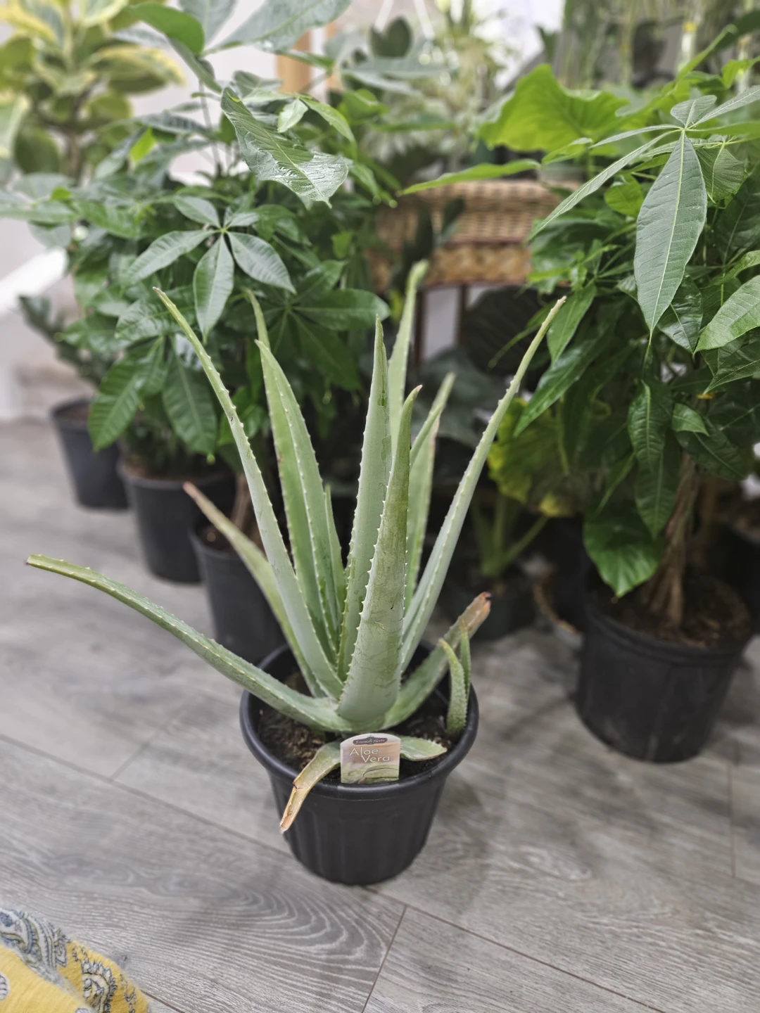 Aloe Vera Plant in 10"pot - photo 4