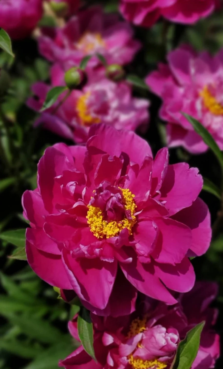 Peony - photo 3
