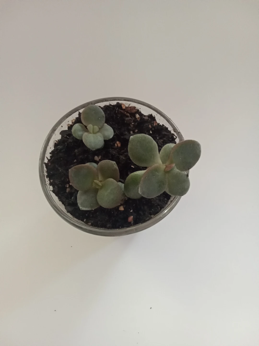 Succulent Plants in Glass Pot