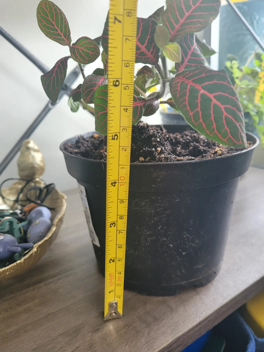 Fittonia Plant 6" pot - photo 3