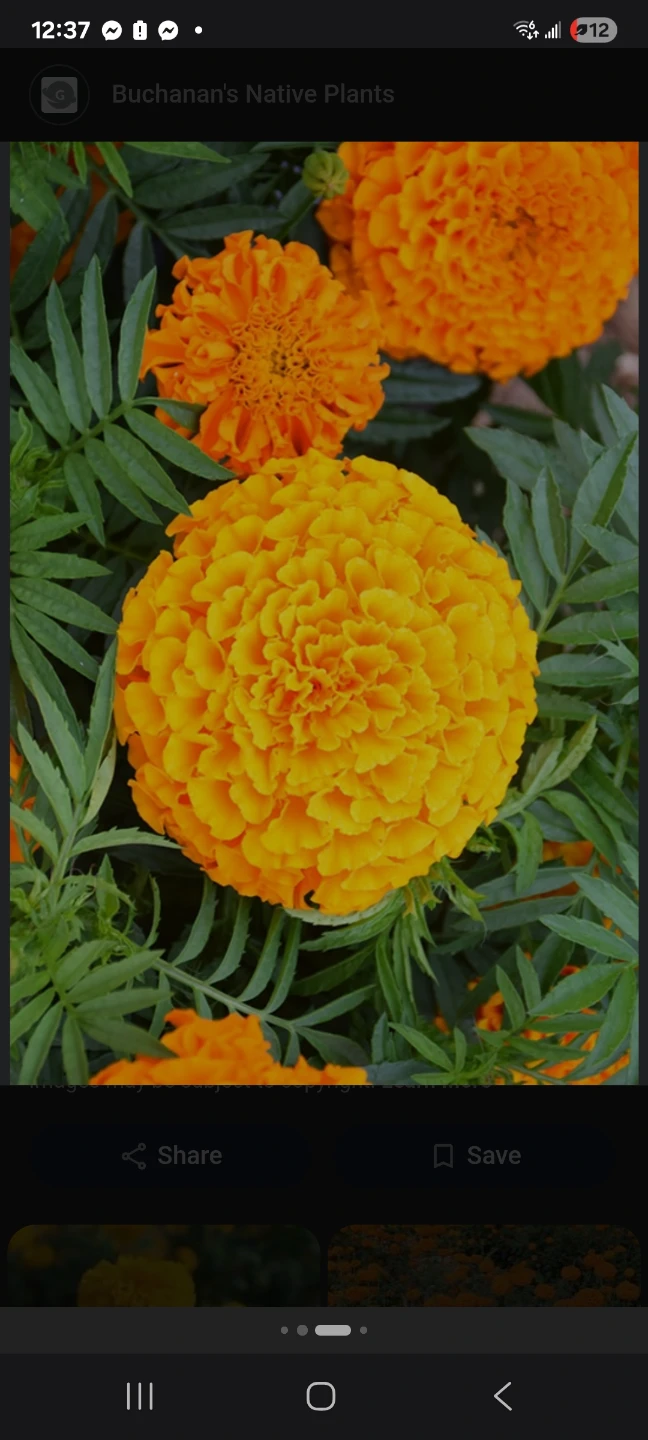 Orange marigolds 4" pots