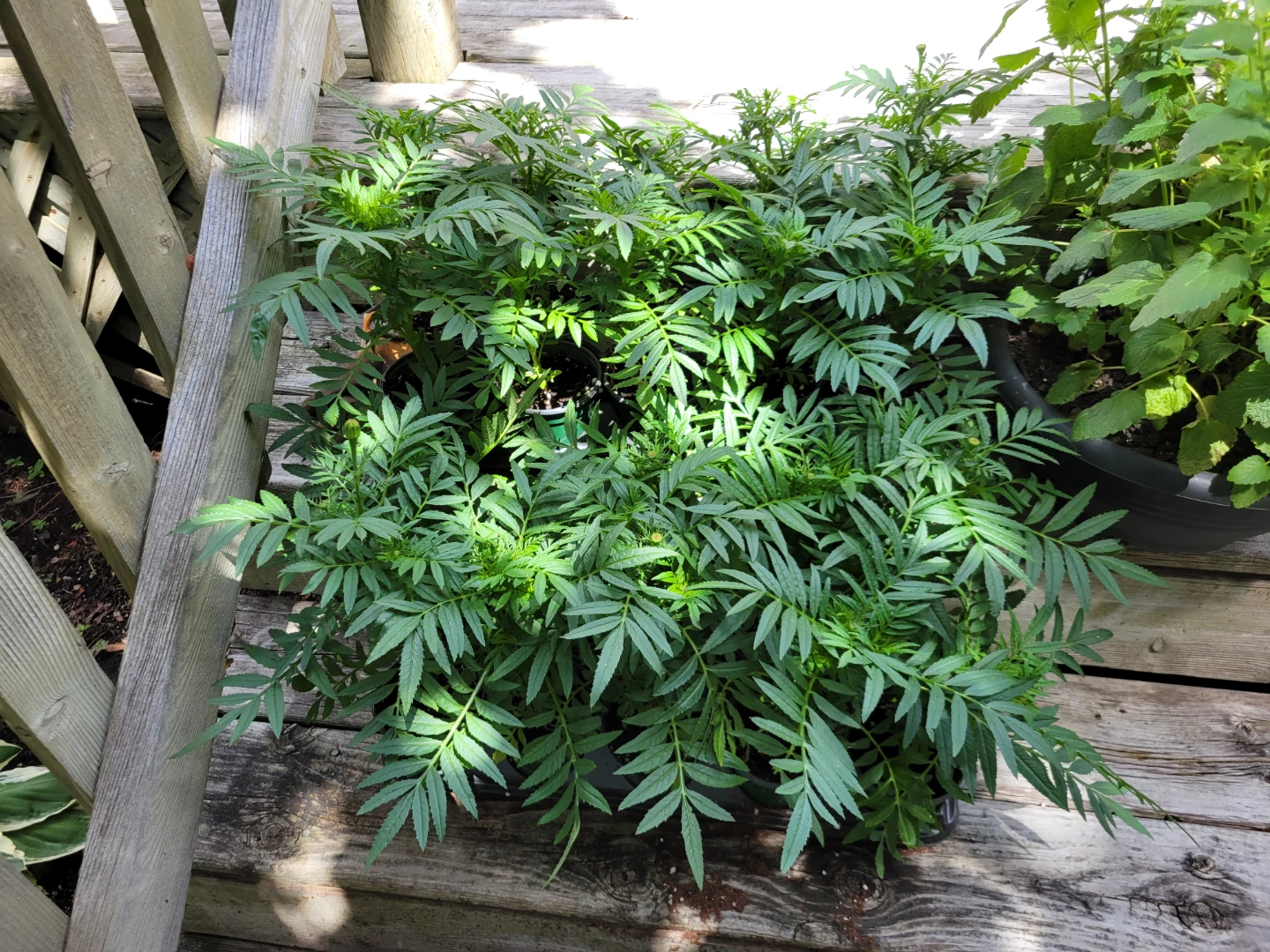 Orange marigolds 4" pots - photo 2