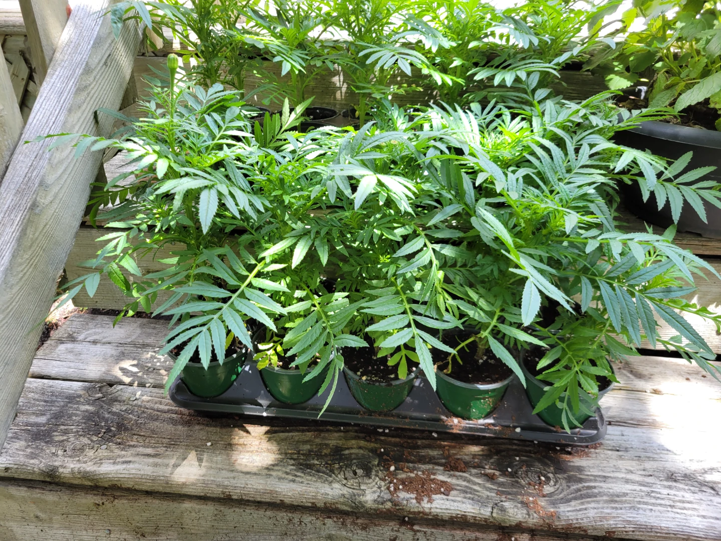 Orange marigolds 4" pots - photo 3