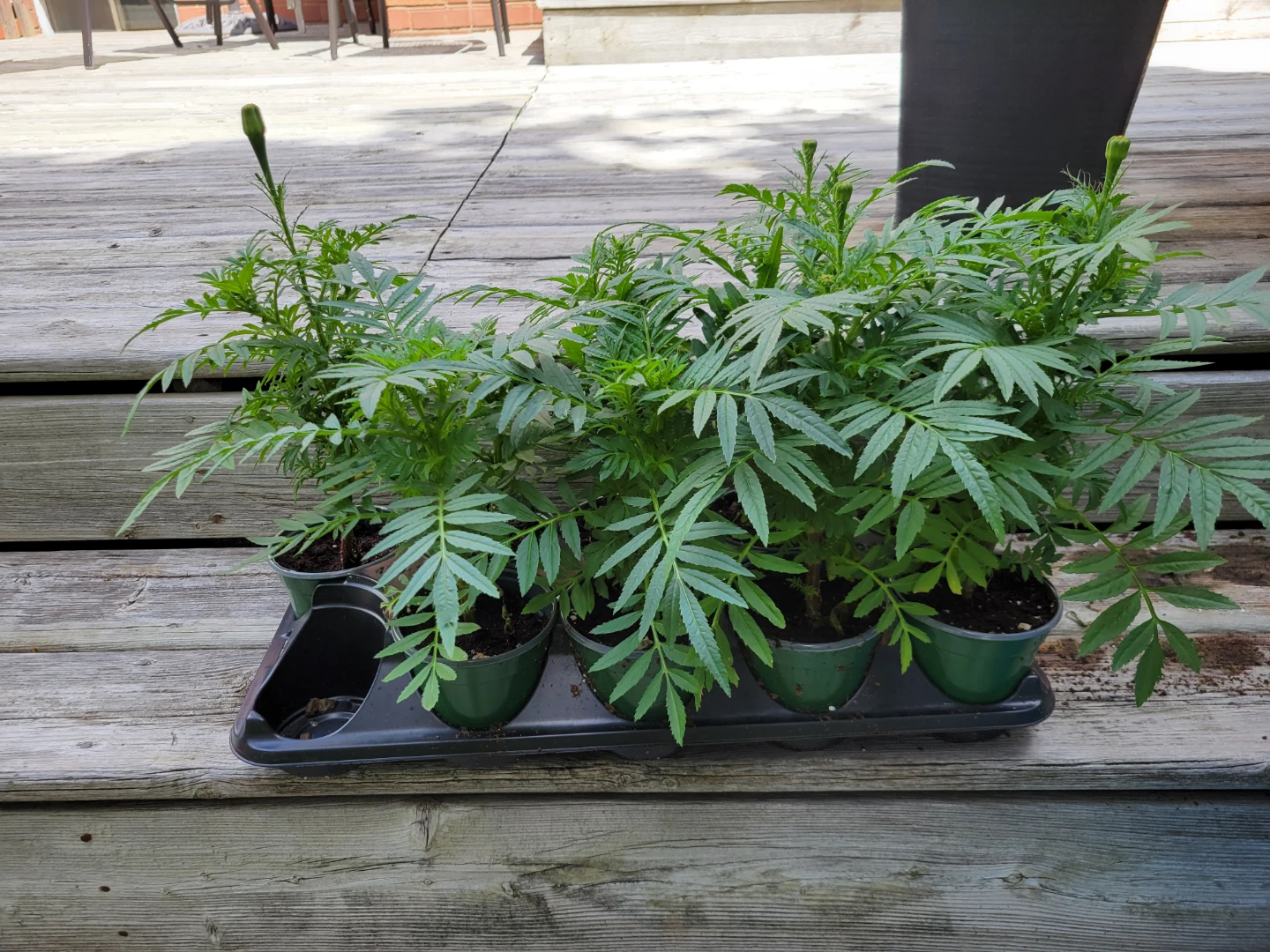 Orange marigolds 4" pots - photo 5