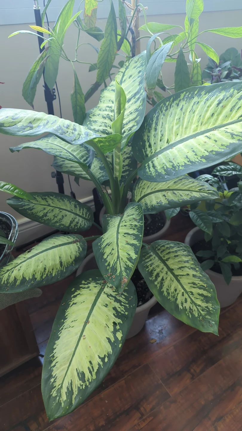 Dieffenbachia Plant - photo 2