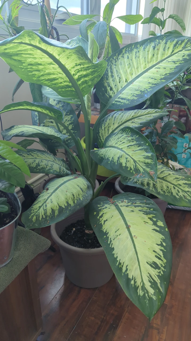 Dieffenbachia Plant
