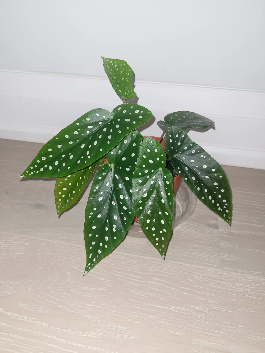 Polka Dot Begonia