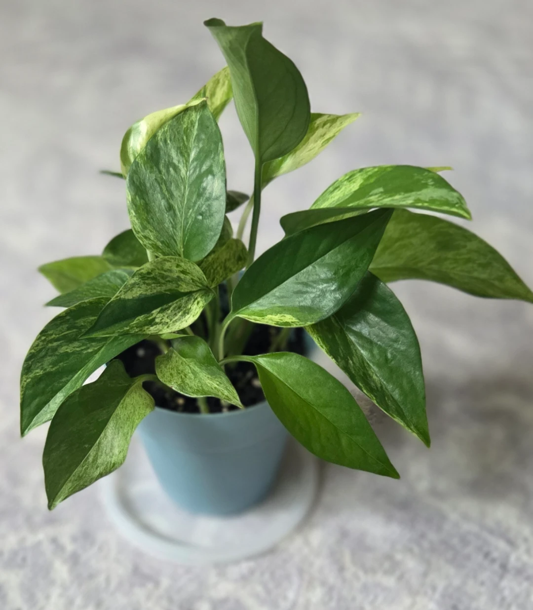 Marble Queen Pothos 🪴⚽️ - photo 2