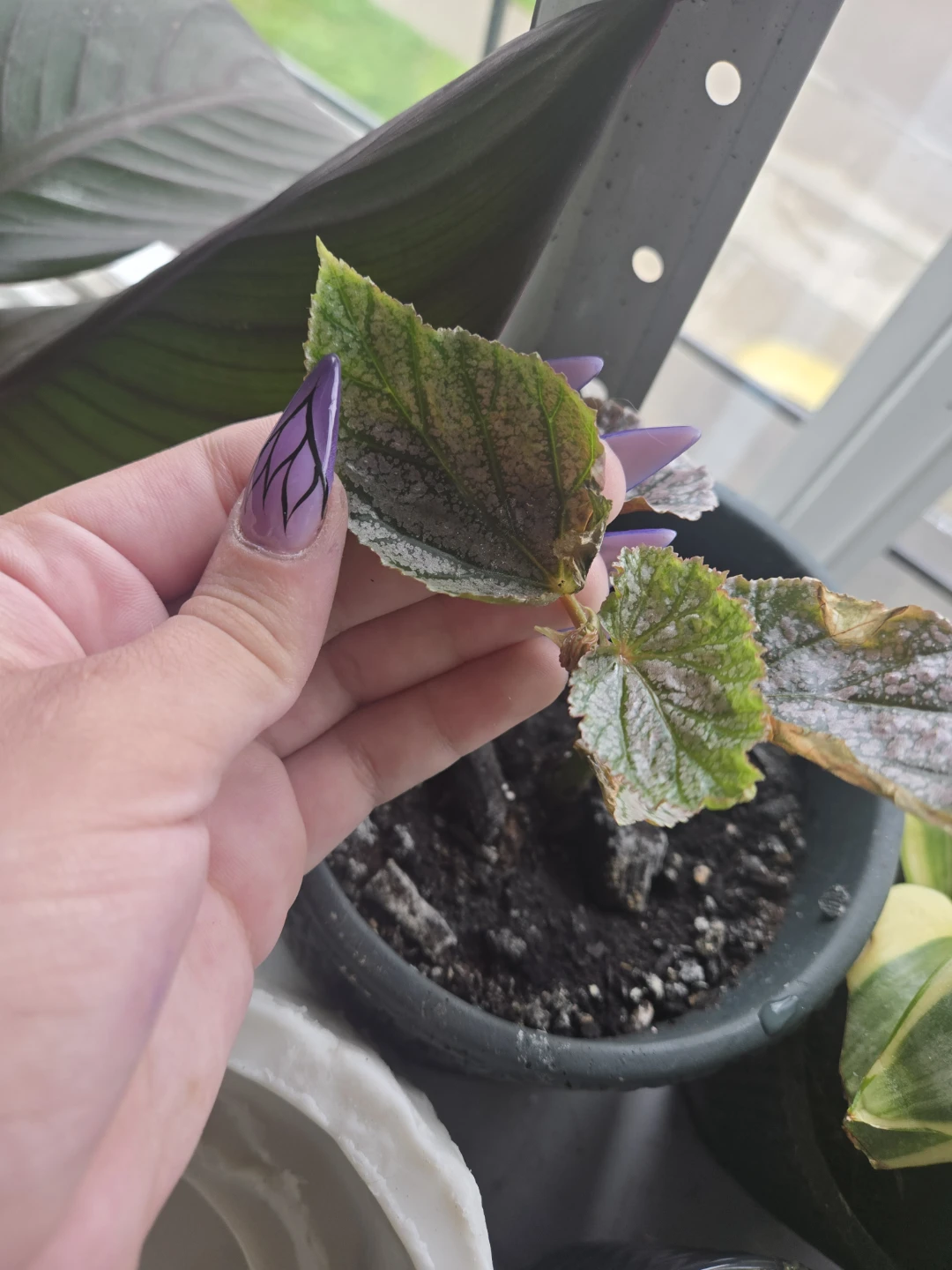 2 types of cain begonia - photo 2