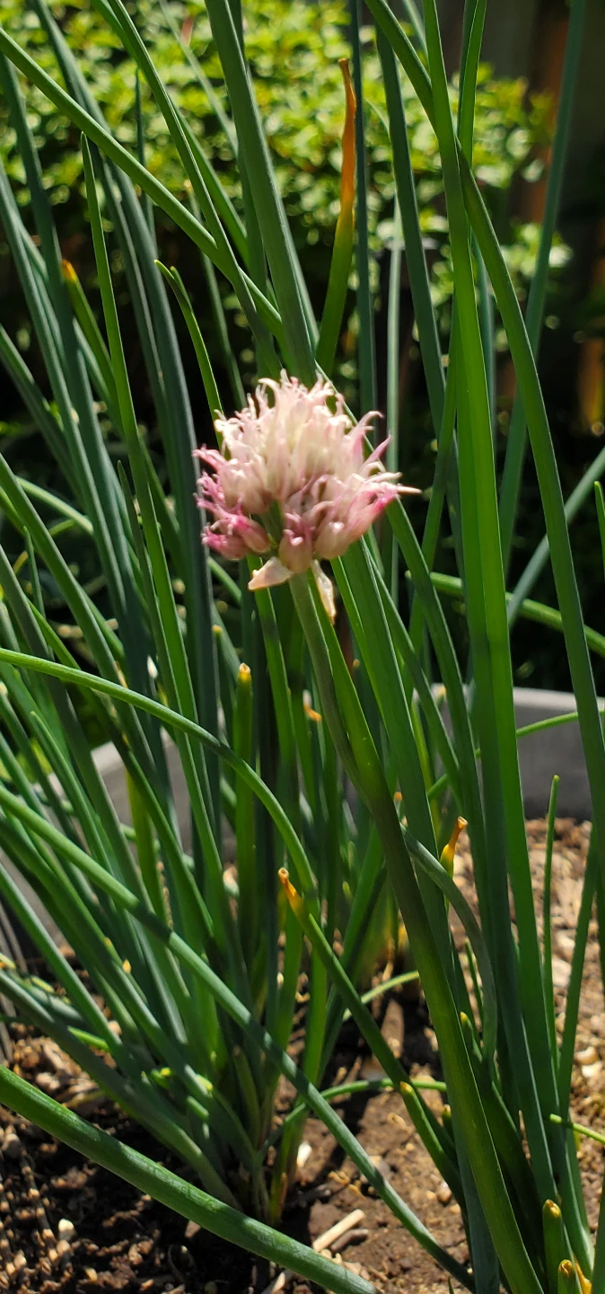 Organic Chives